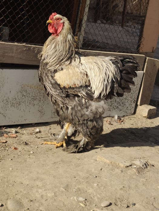 Brama xoroz sotiladi