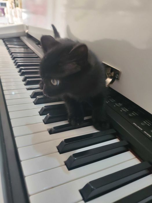 Очарователно черно котенце търси дом.