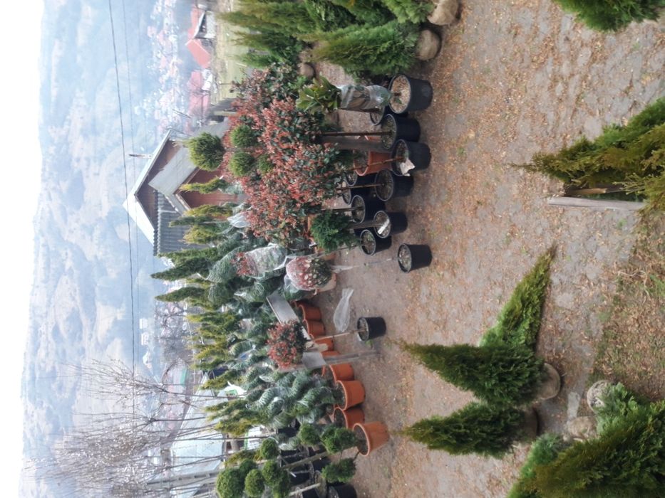 Vand tuia smarald columna braband Lelandy spirale pon pon fontina