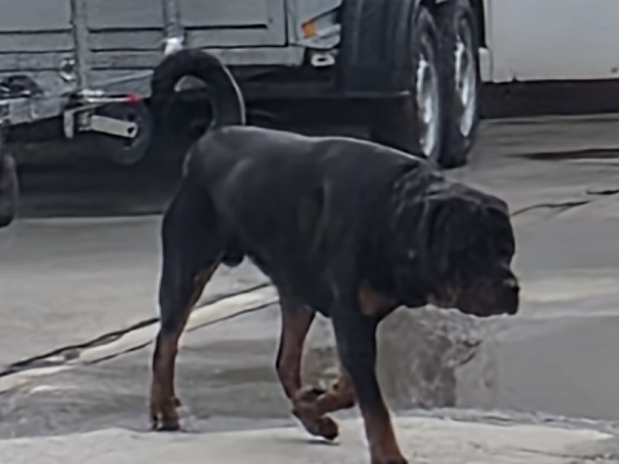 Mascul Rottweiler talie mare!