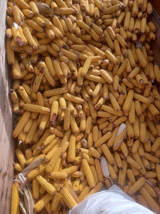 Vand porumb stiulete, soi pioneer, recolta 2025