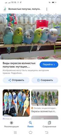 Продам воснистых попугаев