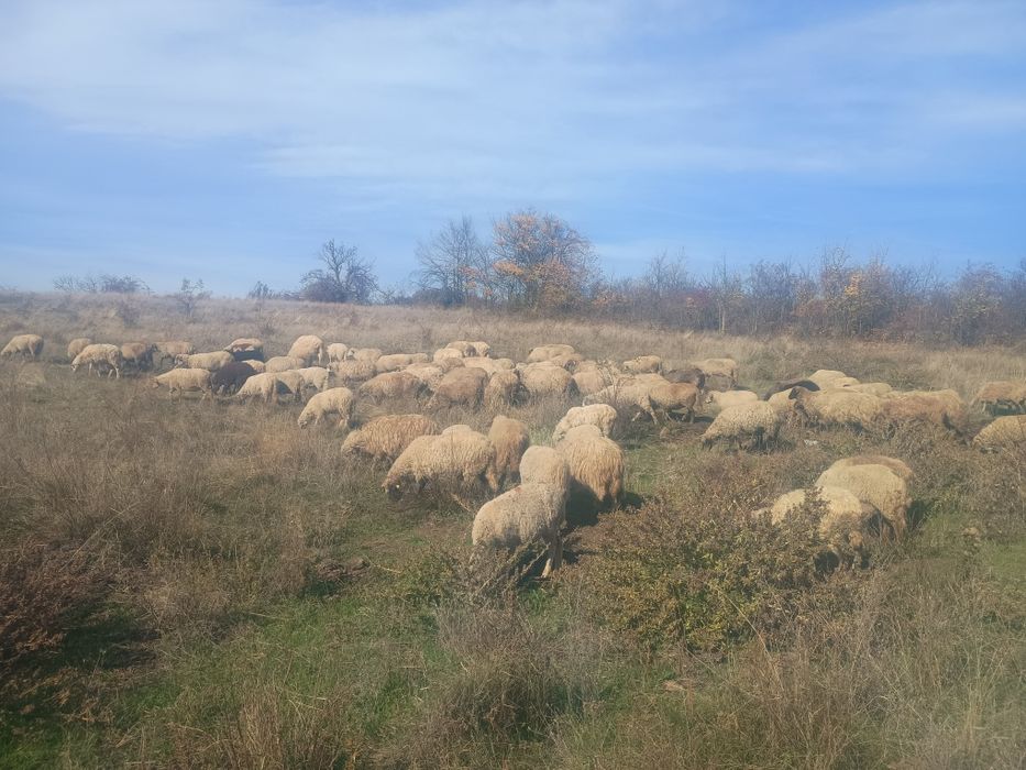 Oi de vânzare turmă de 80 bucati