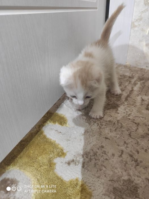 Mushukcha skotish fold