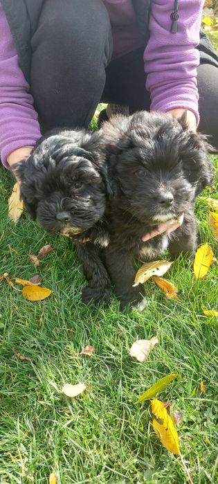 Cățelușe spre adoptie