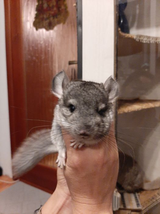 Шиншилленок мальчик, стандарт