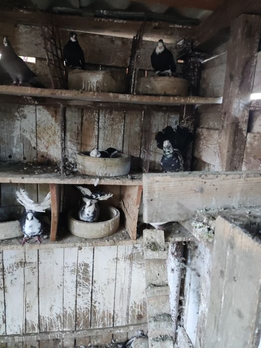 Porumbei jucători 10 lei bucata