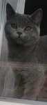 Motan British Shorthair in Iași