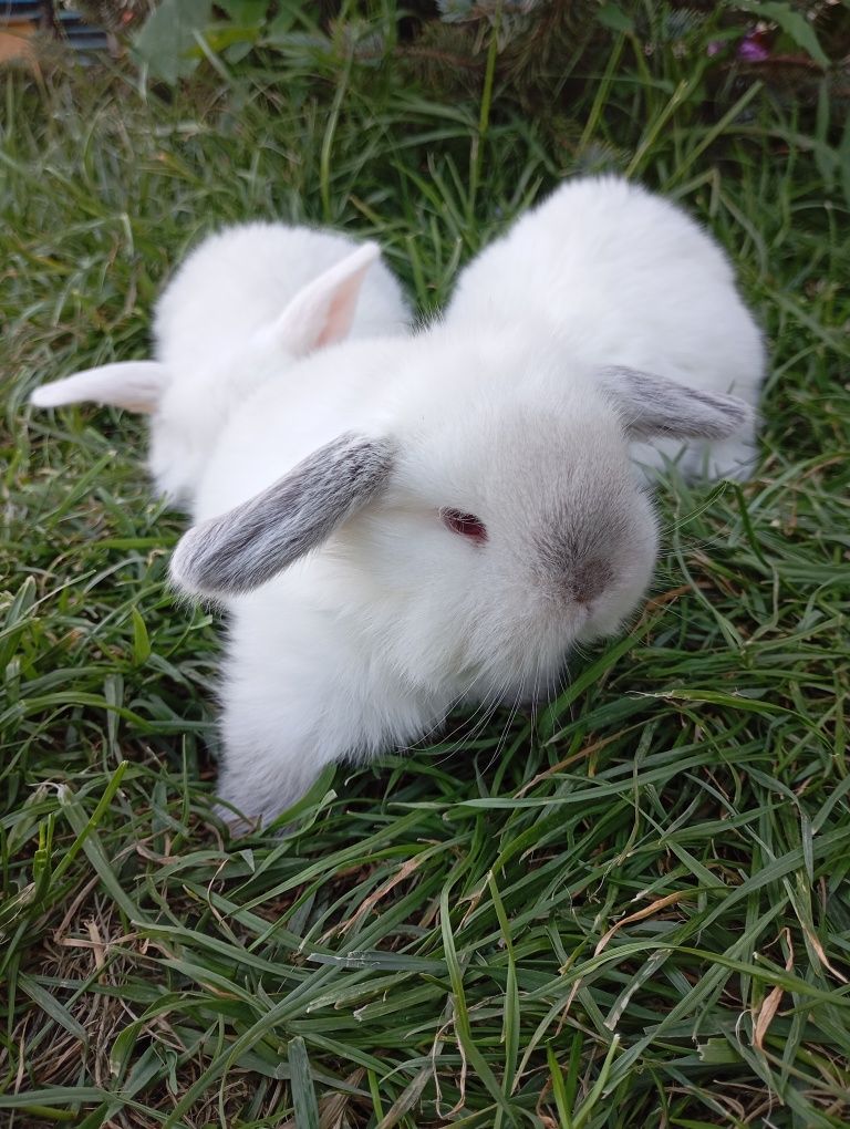 Iepurași Holland Lop / Berbec pitic