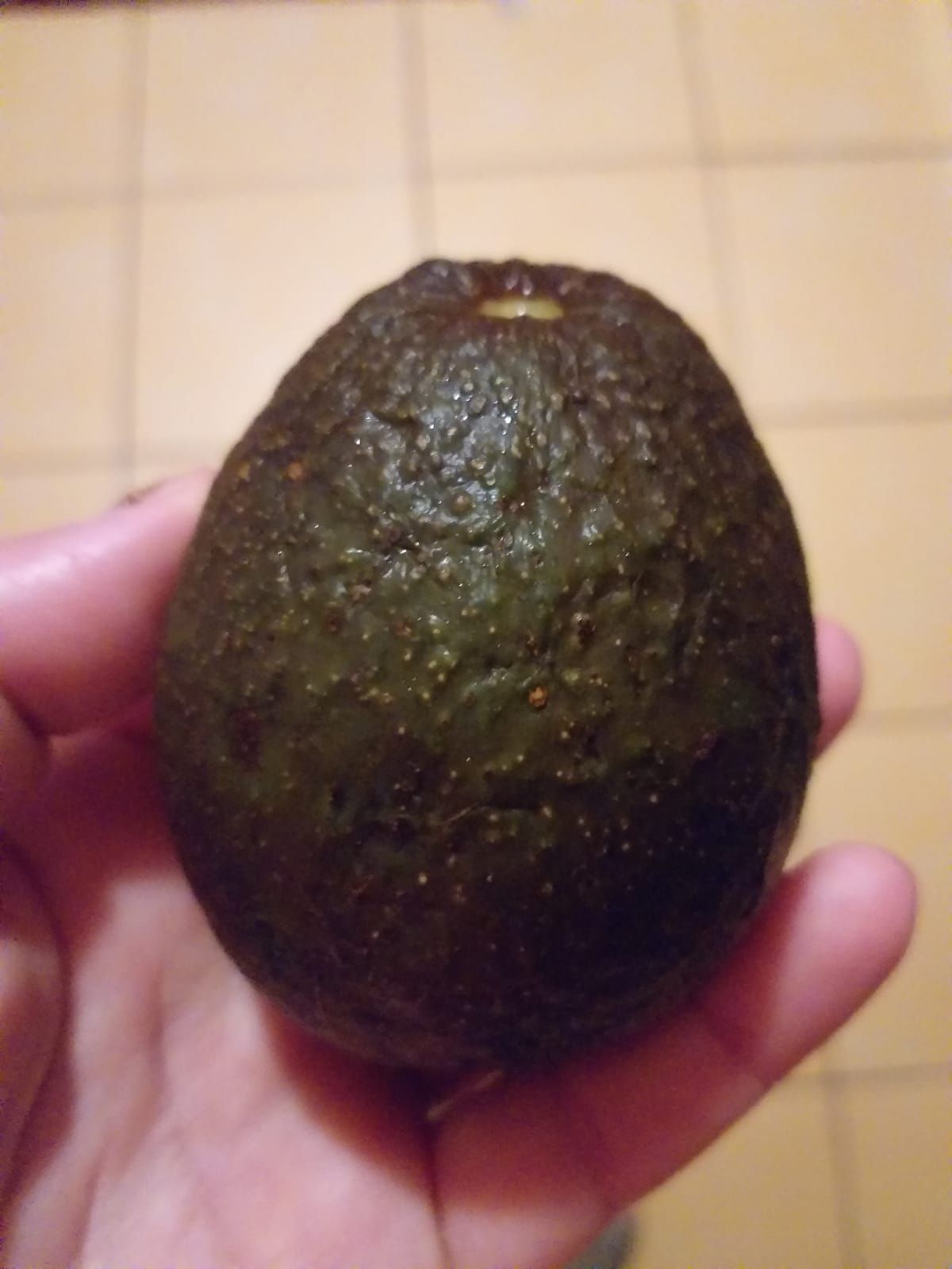 Avocado in ghiveci