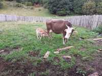 Vaca și vitel crescute natural