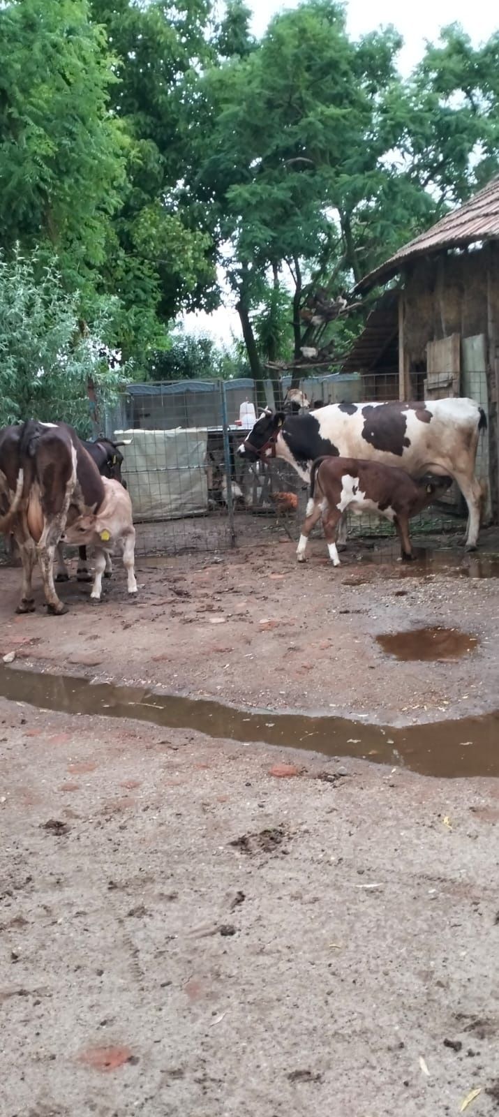 Vând doi viței un tăuraș și o vițea