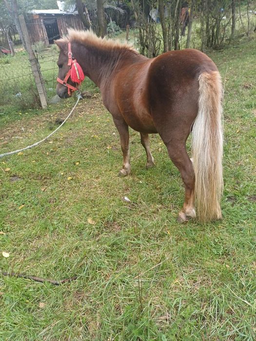 Ponei de 5 ani ciocolatiu