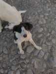 Ofer spre adopție cățel