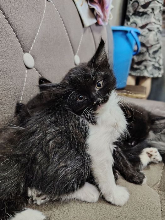 Котята в хорошие руки