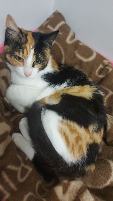 Donez Pisică Calico Ridicarea Piață Rahova