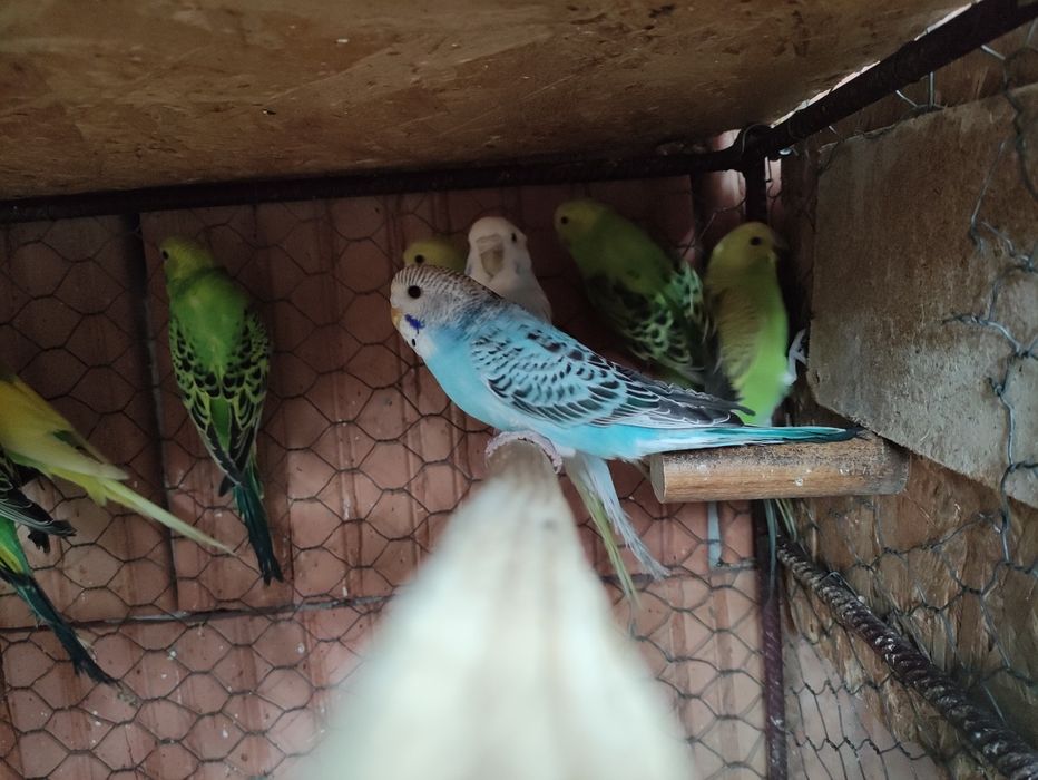 Papagali Perusi tineri