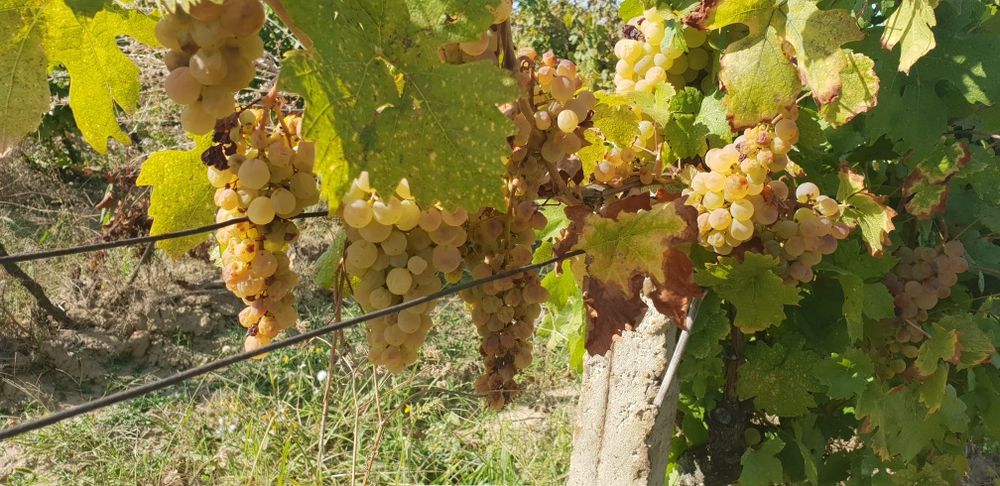 Strugurii de vin soiuri alese