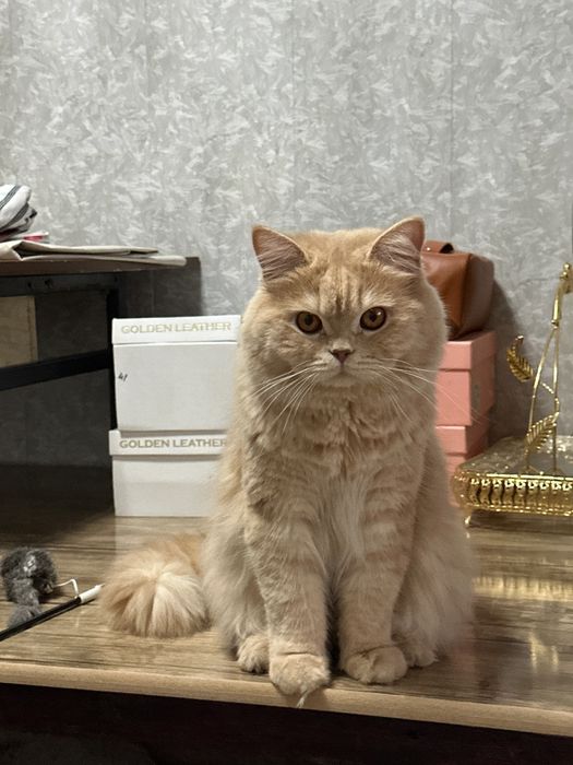 Кот британский длинноволосый
