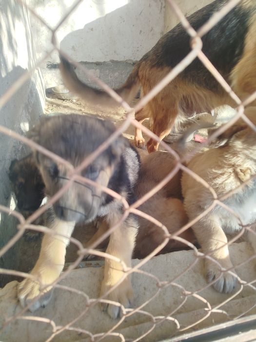 Продаются немецкие щенки