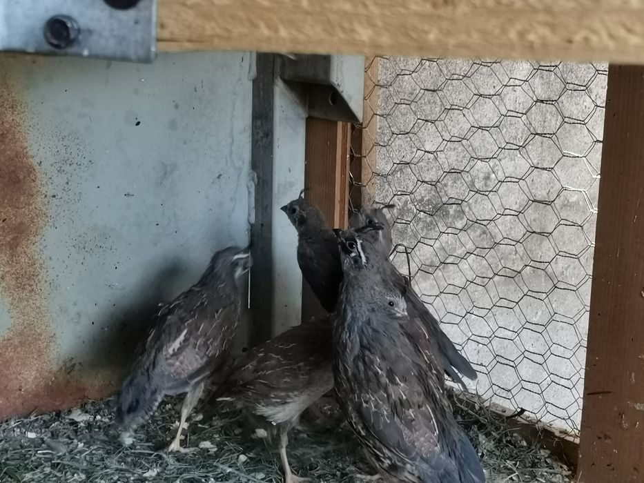 Californiene cu moț