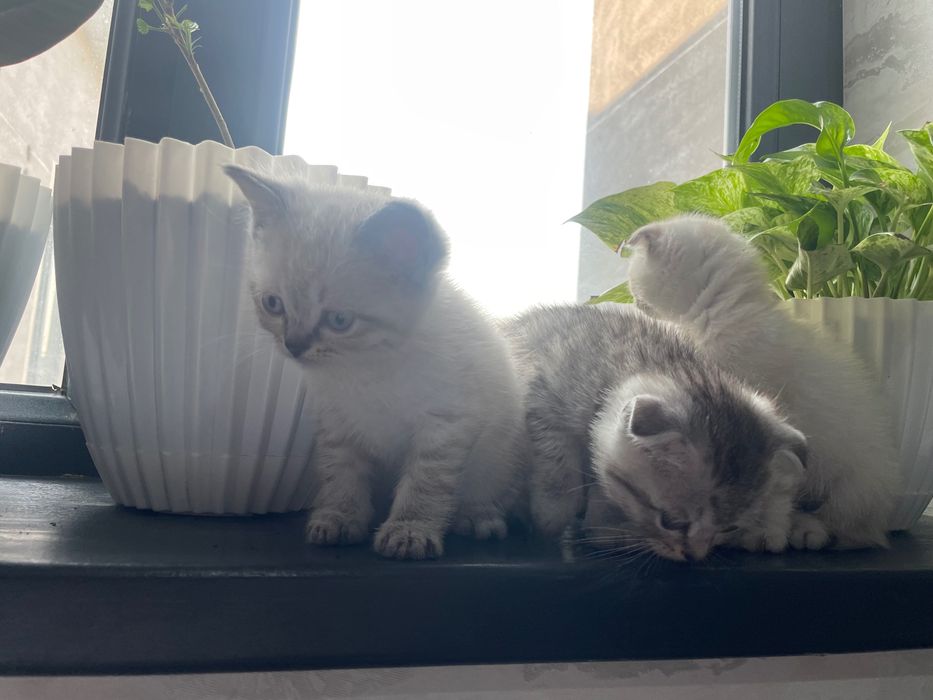 koshka vislouxo porodistiy страйт