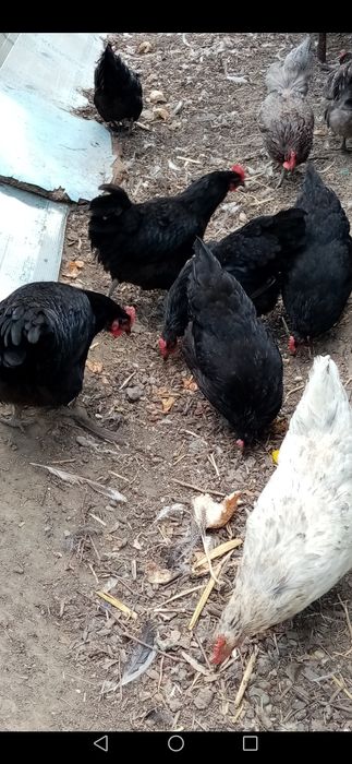 Cocoși Australop!!!