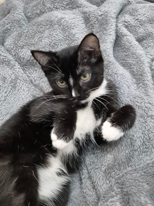 Кошечка Боня 2 месяца ищет ответственные ручки!