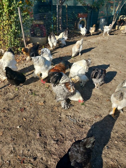 Vând cocoși brahma și austalorp!