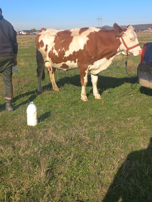 Vând vaca la a 2 fătare