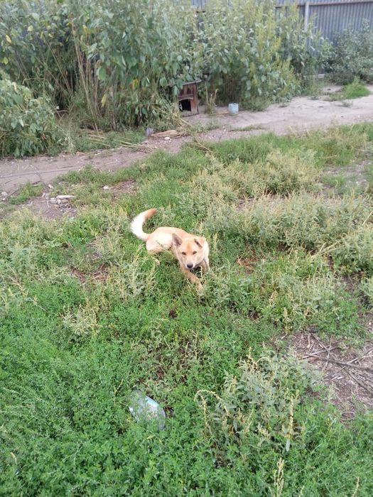 Щенок (мальчик) ищет дом и добрые руки