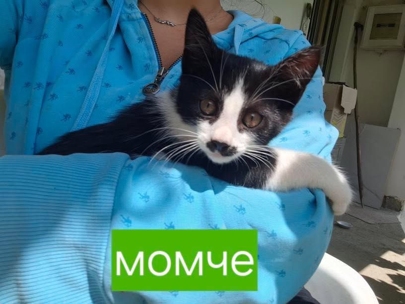 Подарявам котенца