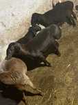 Qoy bor soyip ham beramiz