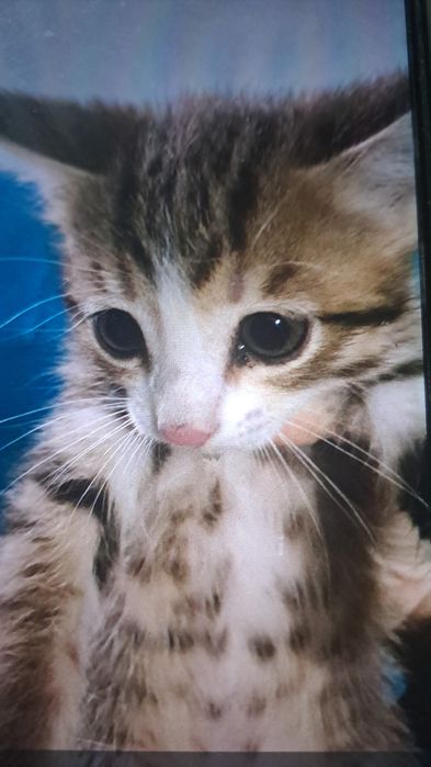 Котята в добрую семью.Очень красивые.