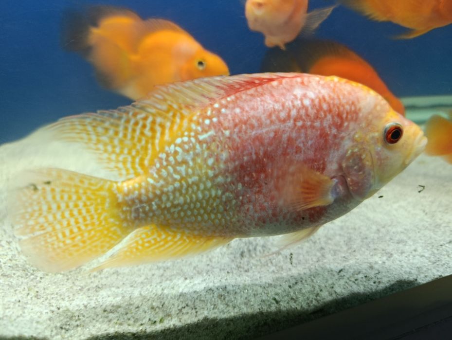 Baliq 2ta katta 200 000 ming dan 2ta kichik 100 000 mingdan