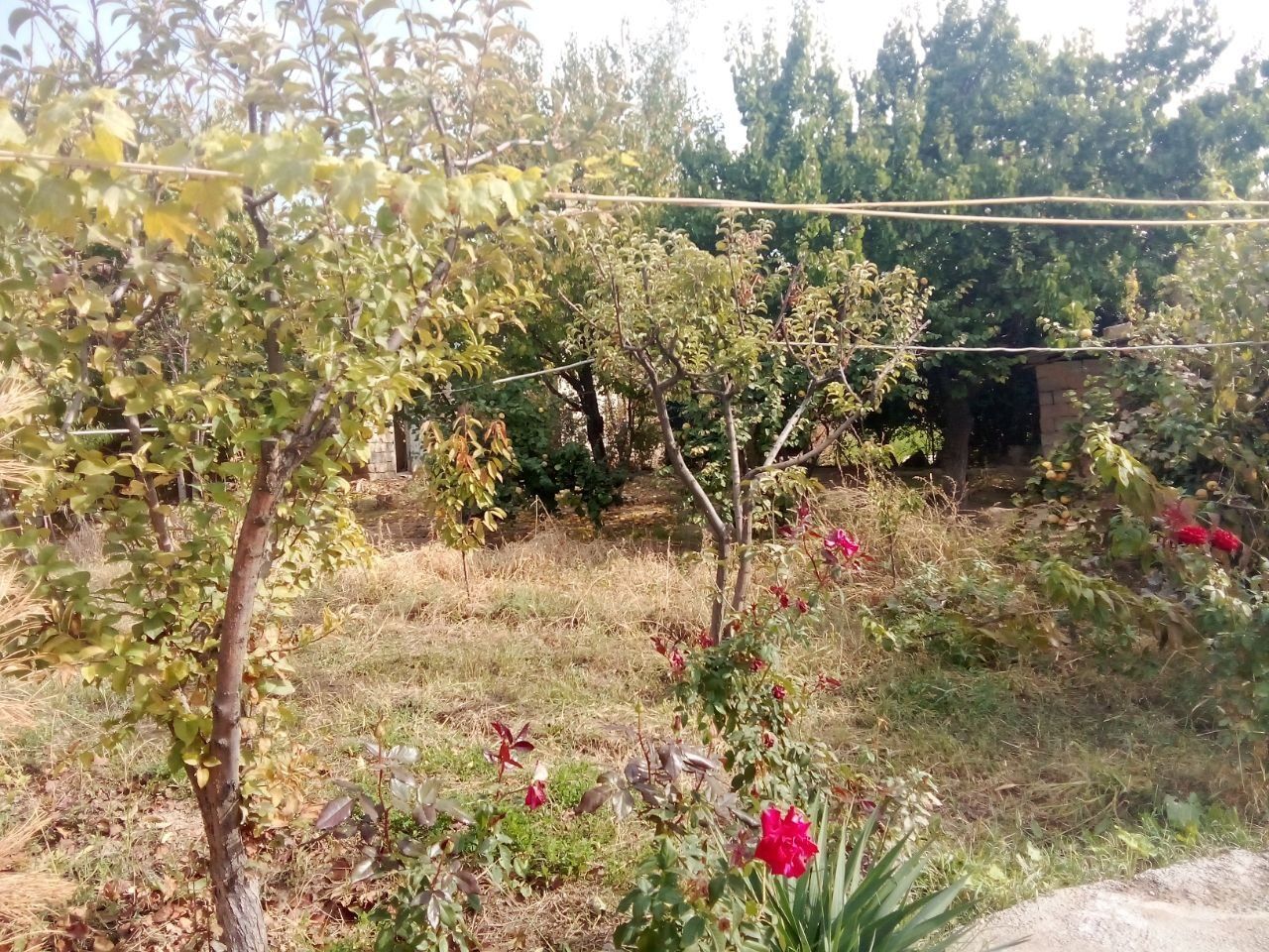 Dalahovli sotiladi