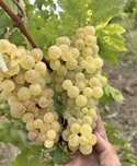 Vand struguri de vin cu transport la domiciliu in toata țara