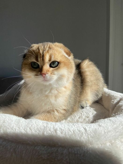 Scottish Fold Chincilla Golden