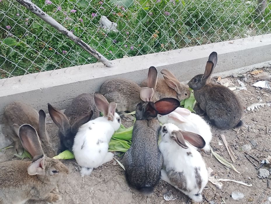 Vând iepurii uriaș german