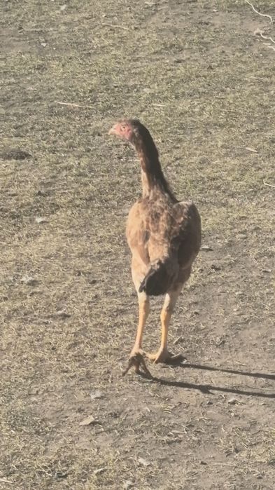 Дакан обмен үндікке