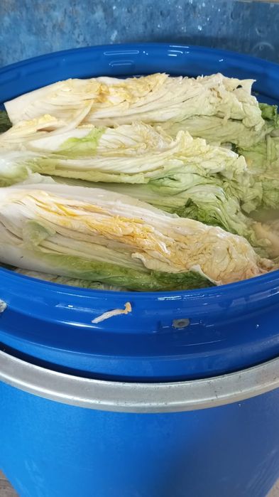 Ферментированная пекинская капуста в правильном рассоле