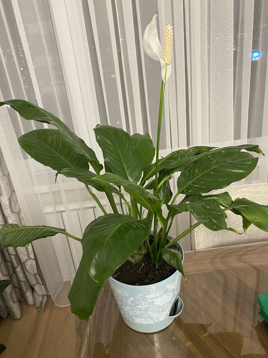Цветок женское счастья Спатифиллум Хлорофитум хохлатый