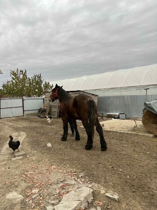 Vând sau schimb cal