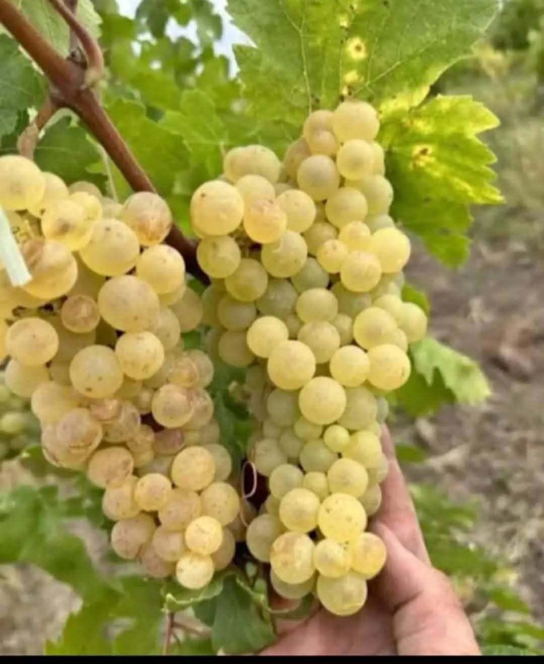 Vând Diferite soiuri de struguri de vin