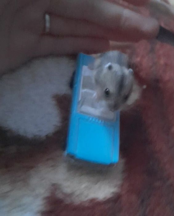 Hamsteri pitici Campbell