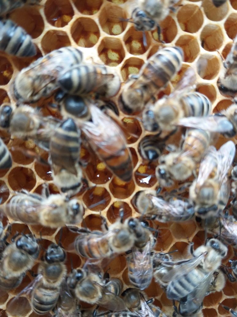 Roi de albine pe 2, 3, 4, 5, 6 rame cu mătci buckfast și carnica