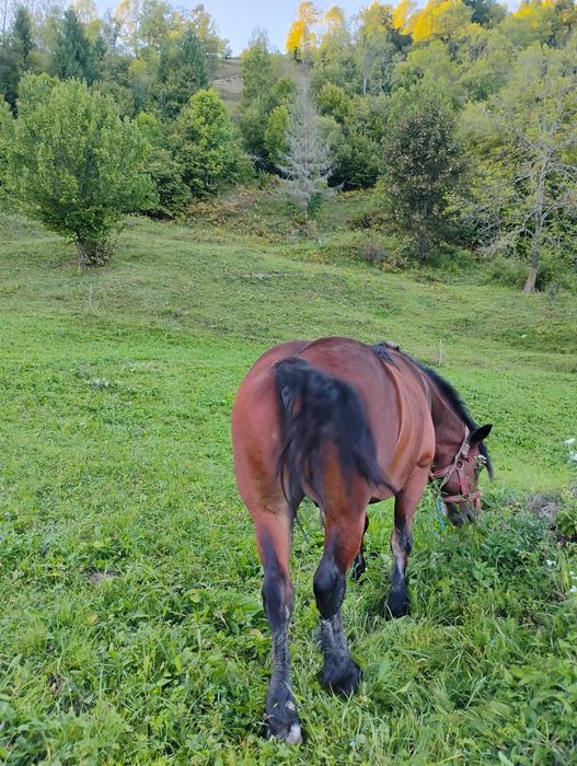 Cal de vânzare ,vârsta de 4 ani