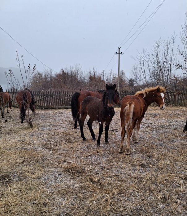 Согым Жабагы.