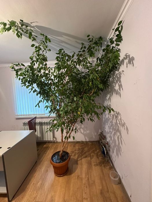 Фикус бенджамина