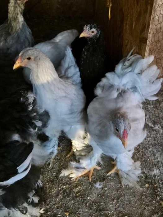 Gaini Cochinchina si Brahma disponibile